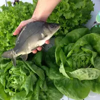 La production de légumes feuilles et d'herbes aromatiques en aquaponie   semble relativement aisée. Ici, des salades et des carpes.  © ITAVI