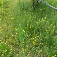 La modalité de couvre-sol Répulsives contient de la menthe poivrée, de l'ail blanc d'automne, de Bituminaria bituminosa dont les odeurs sont répulsive