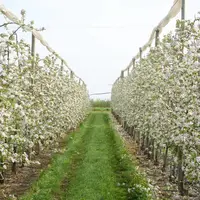Le mur fruitier en biaxe (à droite) permet une meilleure efficacité de la main-d’œuvre que les arbres conduits en axe vertical (à gauche) sur la varié