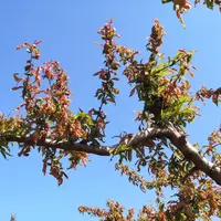 Dans le témoin non traité, près de 400 foyers ont été comptés en moyenne par arbre. © V. Gallia -Sud Expé
