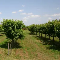 Le matériel fruitier multiplié à partir d’arbres élevés en plein air est le plus sujet aux infections par les bioagresseurs. © CTIFL