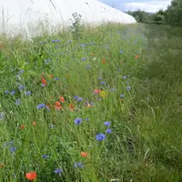 Les plantes de service peuvent servir à  favoriser l'implantation des auxiliaires ou à gérer l'enherbement. © Grab