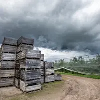 Tous les bassins de production fruitière sont aujourd'hui impactés par le manque de froid et les coups de chaud en été. © Franc Petit