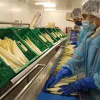 Pour les producteurs de légumes, la crise a été principalement organisationnelle, au niveau des circuits commerciaux et de la main-d’œuvre. © RFL