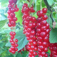 En France, la production de groseille est en décroissance lente depuis 2010, période où elle atteignait la barre de 2000 t. © La Morinière