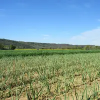 En cours de culture, la mesure des niveaux d’azote disponibles dans le sol à  l'aide de « test nitrates » permet également d’ajuster les apports. © AL