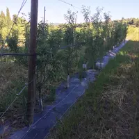 La parcelle en haie fruitière est plantée et conduite en haute densité  pour permettre la pose de filets, avec l’objectif de réduire les intrants cont