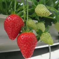 Sur les dix dernières années, le CPVO a enregistré en moyenne 25 nouvelles demandes de protections pour les variétés de fraises. © CTIFL