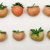 Les variétés blanches ont la particularité de présenter une forte croissance végétative, des fruits de petit calibre, ici la variété Snow white. © CTI