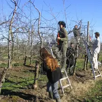 Les termes "arboriculture" ou "production fruitière" devraient être explicites dans les titres des formations diplômantes.  © RFL