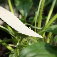 Un des objectifs de la stratégie de déploiement du biocontrôle est de simplifier les procédures administratives pour la dissémination dans l'environne