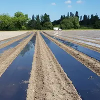 La pose des paillages biodégradables se fait désormais sans difficulté. © Acpel