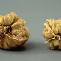 La microtomographie à rayons X permet maintenant mesurer tous les caractères morphologiques (coque, cerneau et espace vide) sans casser la noix.