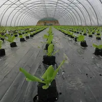 Le plant ne doit pas être trop enfoncé afin d’éviter les pourritures sur les feuilles basales. © RFL