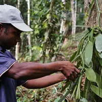 Le vanillier s'adapte bien à l'agroforesterie, en Guadeloupe, et produit des gousses capables de rivaliser avec ses homologues de l'Océan indien. © D-