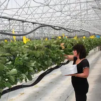 Les systèmes sous abris notamment les systèmes hors-sol comme ici la fraise ont réduit leurs IFT de moitié (-55%) en développement la protection biolo