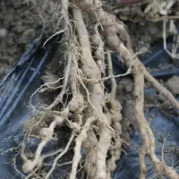 Les nématodes à galles font partie des problématiques récurrentes en cultures maraîchères. © RFL