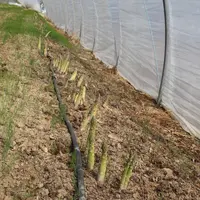 Le turion a besoin de lumière pour produire de la chlorophylle ou des anthocyanes.  © RFL