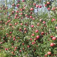 L’association biaxe/G11 a permis de produire 1,5 fois plus qu'avec un verger en axe sur M9 au bout de cinq ans avec la même densité de plantation . ©