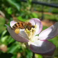 Le butinage frontal des fleurs par mes abeilles augmentent les chances de pollinisation. © CTIFL