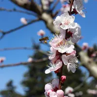 Le projet SurvApi a permis d’acquérir une bonne connaissance des niveaux d’exposition des abeilles pendant la floraison. © rfl