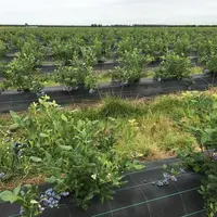 La production française de framboise et de myrtille couvre à peine 15% de la consommation. © J. Rocherieu
