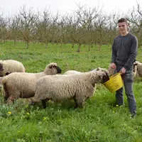Les Shropshire sont des moutons originaires de Grande-Bretagne qui ne mangent pas l'écorce des arbres.  © D. Cordaz