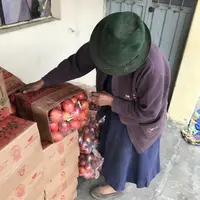 Culture lucrative pour les paysans des Andes équatoriennes, le tamarillo est resté à l'écart des grandes plantations de banane et de cacao. © Y.Narbes