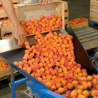 Le projet Micmac vise à fournir des références aux opérateurs de l’amont à l’aval pour améliorer la prise en compte de la qualité des fruits. © S. Lei