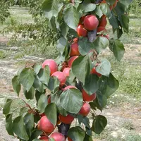 Une couleur marquée est un facteur important de choix pour le consommateur.  © Sefra