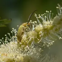 Une fleur mâle est composée de glomérule d’où sortent les 12 étamines. © INRAE