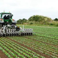 Le binage de précision se montre  respectueux de l’épinard, notamment pour les faibles écartements (16 et 18 cm) © Unilet