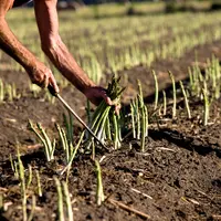 L'asperge d'Australie se récolte au printemps (pic en octobre) et en été (de mi-janvier à mi-avril). © AAC