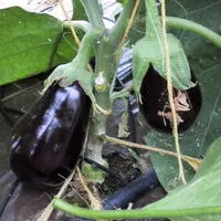 Le greffage de l'aubergine est plus courant sur porte-greffe tomate malgré une diversité générique globalement peu exploitée. © RFL