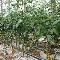 La tomate est de loin le légume le plus produit en Europe. L'Espagne en a produit 1,75 Mt en 2020. © RFL