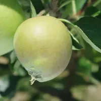 L'apparition de fruits déformés peut être due à un excès de mélange hormonal. © CTIFL