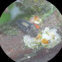 Larve de Rhizobius dévorant une cochenille. © La Morinière
