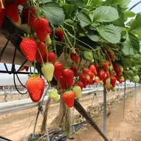 Le projet Optifraise a permis d’évaluer les besoins hydriques du fraisier en hors-sol en fonction de cinq stades phénologiques. © RFL
