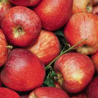 La production de pommes des pays de l'hémisphère Sud retrouve ses volumes de 2019 avec 5 millions de tonnes. © A. Sautois