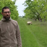 En médaillon, Guillaume Brisard compte installer à terme une trentaine de moutons Shropshire pour gérer l'enherbement de ses vergers. © A. Lasnier