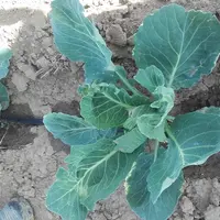 Le déclenchement précoce de l’irrigation avec le goutte-à-goutte permet un développement végétatif du chou plus important et plus rapide. © Planète Lé