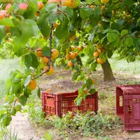 Des outils portatifs de mesure de la qualité pourront bientôt être utilisés pour déclencher les récoltes.  © AOP Pêches et Abricots de ...