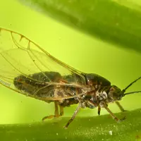 Le psylle Bactericera trigonica a été identifié pour la première fois en 2011 en France. © D. Ouvrard