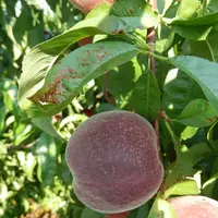 La maladie des taches bactériennes, causée par la bactérie Xanthomonas arboricola pv. pruni, est à l’origine de dégâts importants sur pêcher. © Sefra