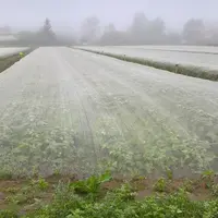 Les  méthodes de protection sans intrant, pièges sélectifs, huiles, voiles et comme ici les filets, sont étudiées dans le projet ZERO-PH(F)YTO F&L(G)