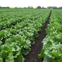 Une production d’iceberg pour le frais se développe en France depuis cinq ans. © V. Bargain