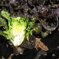 Des salades plus compactes permettent de répondre aux nouvelles attentes des  consommateurs. © RFL