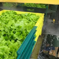 La feuille de chêne fait partie des trois types de salade les plus achetés, après la batavia et devant la laitue. © RFL