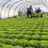Les Bouches-du-Rhône dominent la production de laitue avec 70 000 t. © RFL