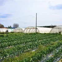 Les fermes maraîchères de taille moyenne ont la plus grande diversité de légumes avec en moyenne 40 types de légumes. © CTIFL